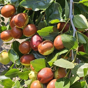 May include: A cluster of jujube fruits hanging from a tree branch, featuring smooth, round skins with a gradient of colors ranging from light green to deep reddish-brown, surrounded by numerous vibrant green, oval-shaped leaves.