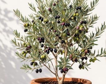 Frantoio Olive Tree Live Plant – 2 Ft Tall in 6 Inch Pot