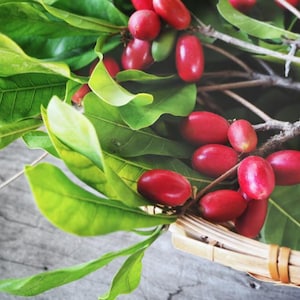 May include: Close-up of a cluster of bright red berries with a glossy sheen, attached to a leafy green branch. The berries are oval-shaped and clustered together. The leaves are large and vibrant green. The image is taken from a slightly elevated angle.