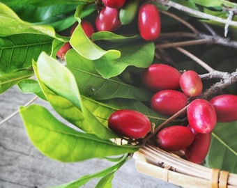 Miracle Fruit Plant Live Tree, Sweet Berry Synsepalum dulcificum, 1 Gallon Pot