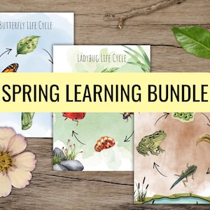 Butterfly, Frog + Ladybug Life Cycle Bundle | Preschool Science Printables | Insect & Amphibian Unit Study