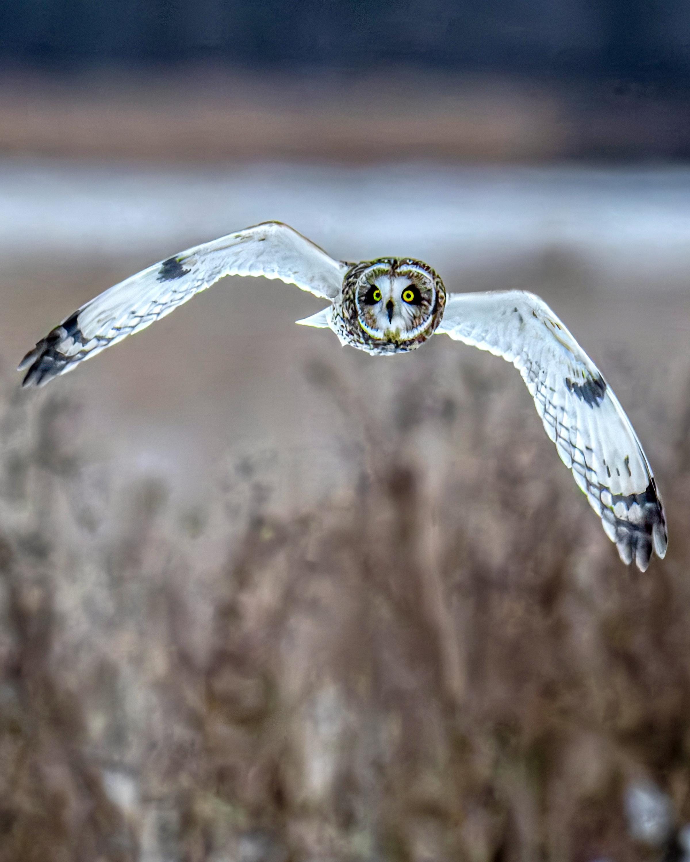 Short Eared Owl in Flight Print, Owl Wall Art, Wildlife Photography, Bird of Prey Decor, Nature Wall