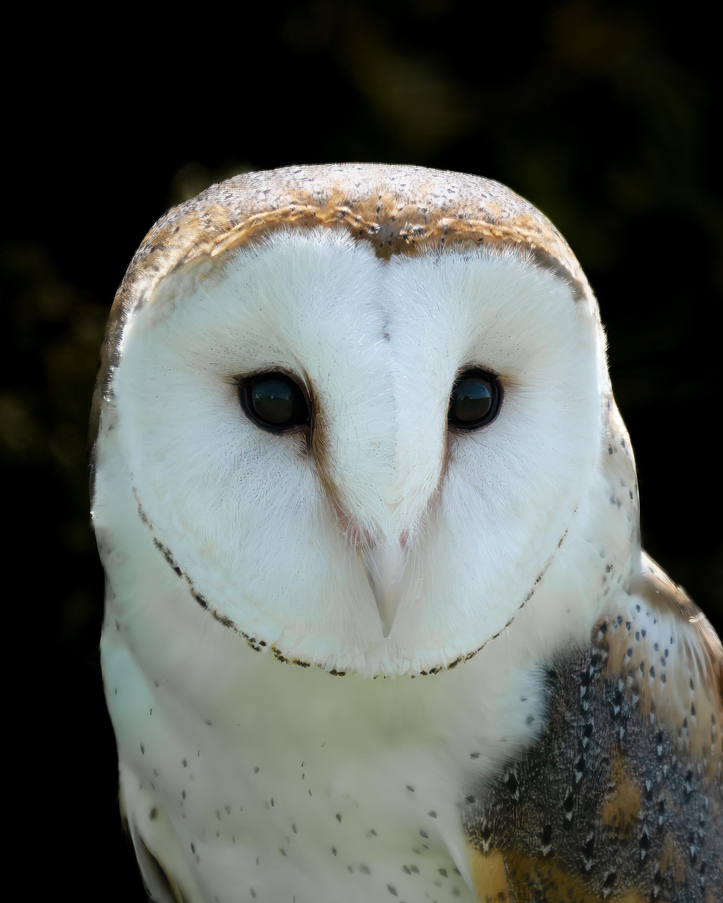 Barn Owl Portrait Print, Minimalist Wall Art, Black Background, “Silent Sentinel”