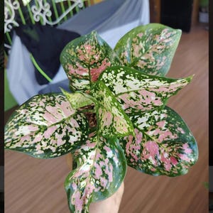 Tricolor dracaena - Etsy sterreich