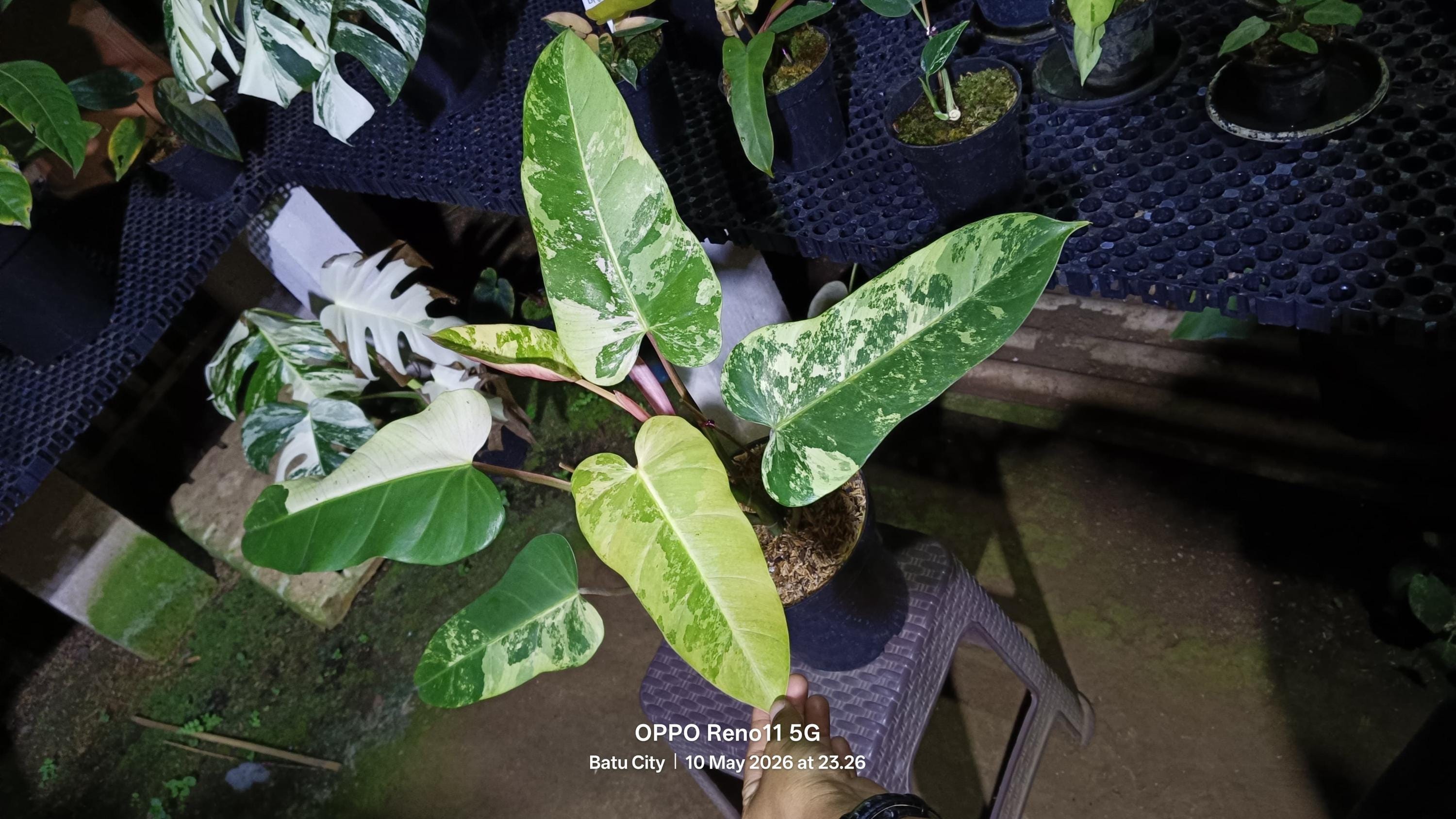 Whipple way philodendron - Etsy 日本