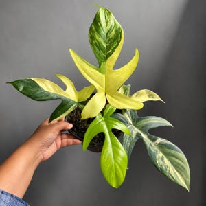 フィロデンドロン・フロリダビューティー斑入りオリジナル＆屋内屋外植物 サトイモ科熱帯観葉植物