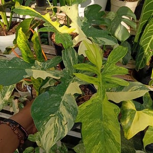 以下が含まれることがあります： 大きな、鮮やかな緑色の葉を持つ、斑入りのフィロデンドロン植物のクローズアップ。 葉は白と黄色の鮮やかな模様を示しています。 植物は鉢植えで、他の植物に囲まれています。