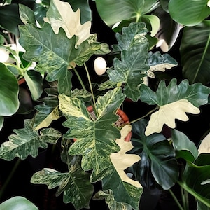 Puede incluir: Primer plano de una planta de filodendro con hojas grandes y abigarradas. Las hojas son una mezcla de verde oscuro, verde claro y blanco cremoso, con una forma lobulada única. La planta está en maceta en una maceta marrón, rodeada de otras plantas verdes.