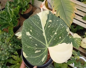 Philodendron Gloriosum bonte driekleurige plant/huse plant binnen of moestuin