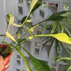 以下が含まれることがあります： 赤色の鉢植えの観葉植物。緑と黄色の斑入りの長い葉が特徴です。背景は幾何学模様の白い壁です。観葉植物です。