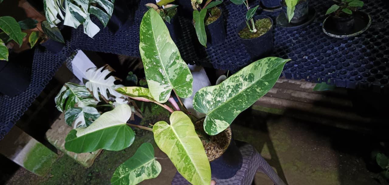 Whipple way philodendron - Etsy 日本