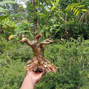 Pode incluir: Um espécime de bonsai apresentando um tronco castanho espesso e texturizado com raízes expostas na base. Vários ramos finos com folhas verdes estendem-se para cima a partir do tronco principal, exibindo uma aparência bruta e sem vaso.