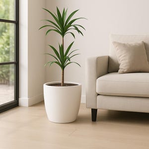 May include: A potted plant with long, green leaves and a brown stem sits in a white, rounded planter. The plant is positioned next to a beige sofa with a matching pillow. The room has a neutral color palette with a window on the left.