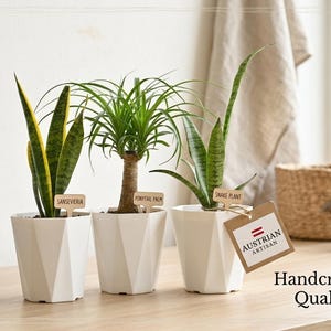 Op de afbeelding: Drie kamerplanten in witte geometrische potten. De planten zijn een Sansevieria, een Ponytail Palm en een Snake Plant. De Sansevieria heeft geelgerande groene bladeren. De Ponytail Palm heeft een dikke stam en lange, dunne groene bladeren. Een label leest "Austrian Artisan."