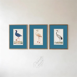 Può includere: Set di tre stampe di uccelli incorniciate. Ogni stampa presenta un'illustrazione di un uccello diverso in una cornice rettangolare con un passe-partout verde acqua e una cornice in legno. Gli uccelli sono raffigurati in stile vintage.