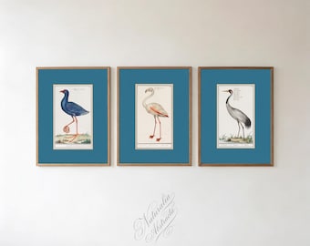 Set of 3 Vintage Waterfowl Prints, Oceanic Coastal Wall Art, Naturalist Bird, Antique Heron Flamingo Decor, Dark Academia Gallery Wall