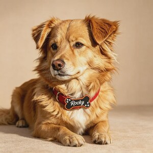 May include: A medium-sized golden-brown dog with long fur wearing a red collar. Attached to the collar is a black, bone-shaped name tag with an orange border, featuring the name Rocky in white script and small white paw print icons on each side.