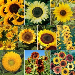 Heirloom Sunny Sunflower Seed Mix - 55 Seeds 2g BUY 2 GET 1 FREE!