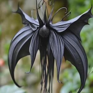 Puede incluir: Primer plano de una flor negra única con pétalos en forma de murciélago y largos y delgados zarcillos. El centro de la flor es una esfera oscura texturizada, y los pétalos tienen una textura acanalada. El fondo es un verde suave y borroso.