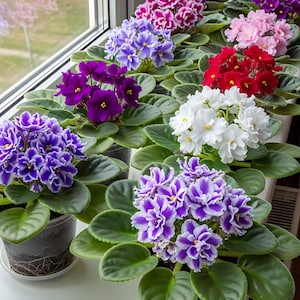 Peut inclure: Plusieurs plantes de violettes africaines en fleurs, disposées sur un rebord de fenêtre. Les fleurs présentent une variété de couleurs, notamment le violet, le rose, le rouge et le blanc, avec un feuillage vert luxuriant. Les plantes sont dans des pots en plastique transparent.