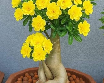 Nasiona róży pustynnej żółtej, nasiona kwiatów wieloletnich Adenium