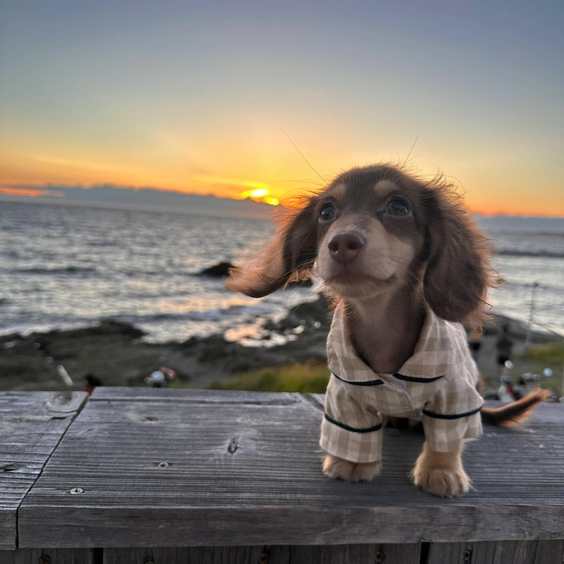 May include: A brown and tan dachshund puppy wearing a beige and black plaid pajama set. The puppy is sitting on a wooden surface with the ocean and a sunset in the background.