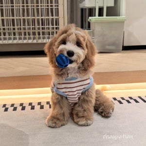May include: A small, fluffy dog with tan fur and a white face, wearing a striped shirt and holding a blue ball in its mouth. The dog is sitting on a light-colored rug.