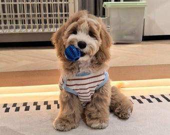 Chaleco ligero y refrescante para perros de razas pequeñas, camiseta transpirable para mascotas de verano.