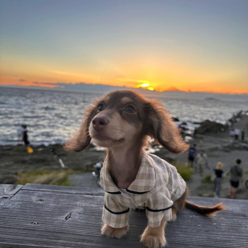 May include: A brown and tan dachshund puppy wearing a beige plaid pajama set with black trim. The puppy is sitting on a wooden surface with a sunset over the ocean in the background.
