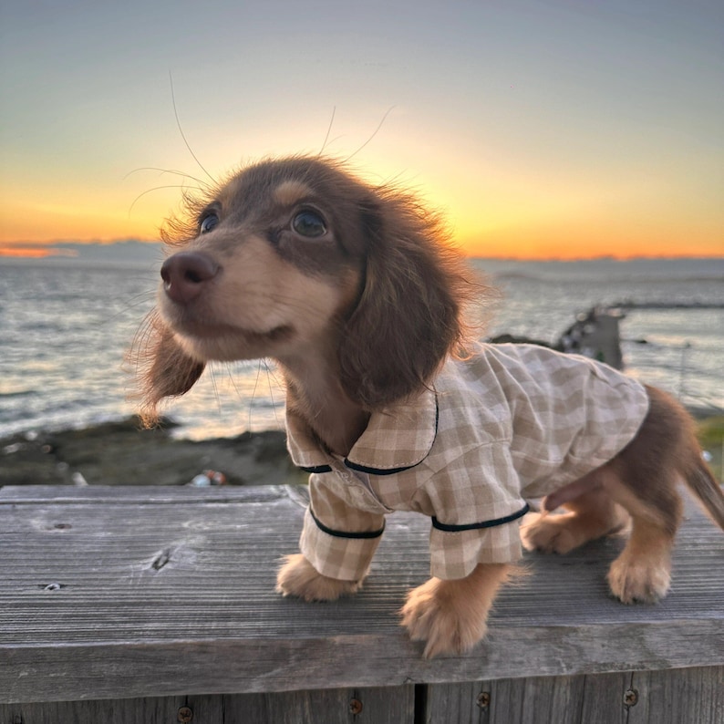 May include: A brown and tan dachshund puppy wearing a beige plaid pajama set with black trim. The puppy is standing on a wooden surface with a sunset and ocean in the background.