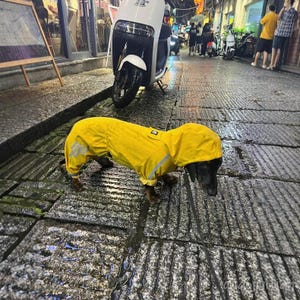 Könnte beinhalten: Ein schwarz-brauner Dackel trägt einen leuchtend gelben Regenmantel mit reflektierenden Streifen und geht auf einer nassen, mit Steinen gepflasterten Straße. Ein Roller und Fußgänger sind im Hintergrund.