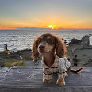 May include: A brown and tan dachshund puppy wearing a plaid pajama set, posed on a wooden surface with a sunset over the ocean in the background. The puppy has long, floppy ears and a happy expression.