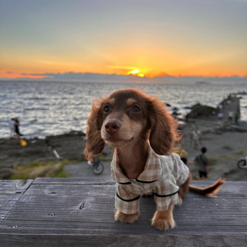 May include: A brown and tan dachshund puppy wearing a plaid pajama set, posed on a wooden surface with a sunset over the ocean in the background. The puppy has long, floppy ears and a happy expression.