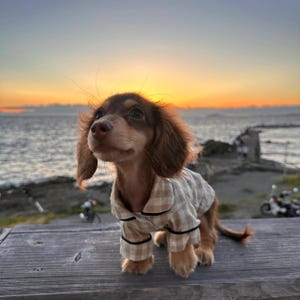 May include: A brown and tan dachshund puppy wearing a beige and black plaid pajama set. The dog is sitting on a wooden surface with a sunset over the ocean in the background.