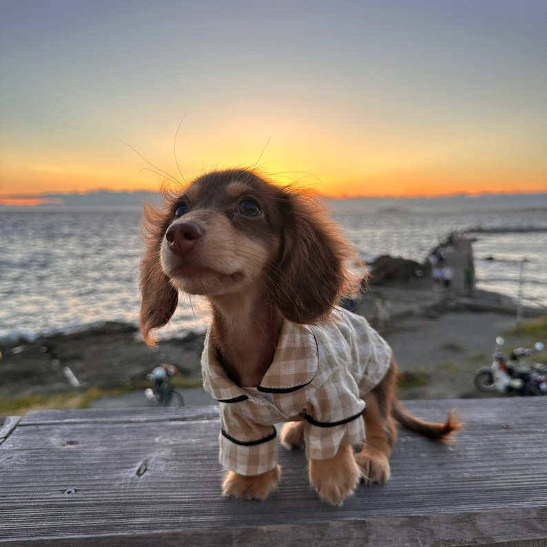 May include: A brown and tan dachshund puppy wearing a beige and black plaid pajama set. The dog is sitting on a wooden surface with a sunset over the ocean in the background.