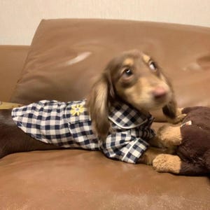 May include: A brown and tan dachshund wearing a blue and white checkered pajama shirt with a yellow flower accent. The dog is lying on a brown leather couch and holding a brown stuffed animal.