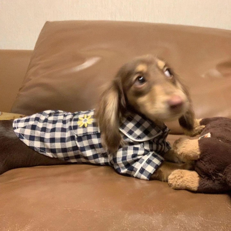 May include: A brown and tan dachshund wearing a blue and white checkered pajama shirt with a yellow flower accent. The dog is lying on a brown leather couch and holding a brown stuffed animal.