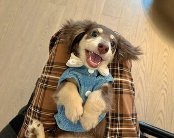 Denim Hundeweste Hoodie, kleine Hundejacke, Herbst Winter Haustierkleidung