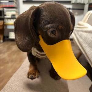 Puede incluir: Un cachorro de perro salchicha marrón con un bozal de pico de pato amarillo brillante. El perro lleva un suéter a rayas blancas y marrones. El cachorro está sentado sobre una superficie beige.