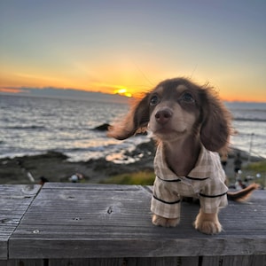 May include: A brown and tan dachshund puppy wearing a beige and black plaid pajama set. The puppy is sitting on a wooden surface with the ocean and a sunset in the background.