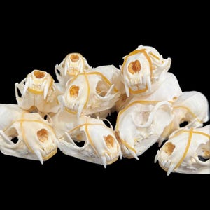 1-10 PCS Real Mink Skull 6-7cm, Natural Animal Bone Specimen, Oddity Curiosity Cabinet, Gothic Taxidermy Craft Supply