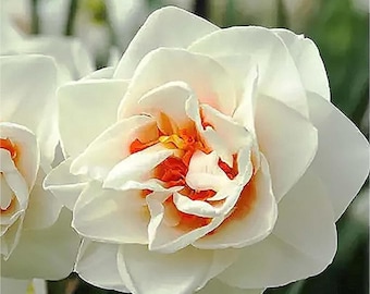 5 Doppel-Narzissenbirnen - Weiß & Orange Frühlingsblühende Blumen