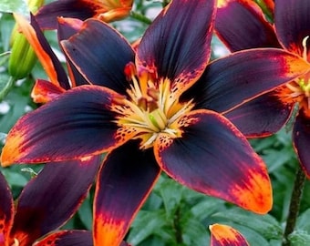 Forever Susan Lily Bulbs – 2 Long-Blooming Perennial Asiatic Lily Bulbs