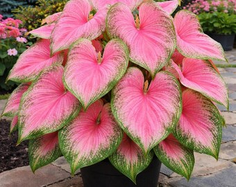 6 Pink Princess Caladium Blumenzwiebeln - Gartenpflanzen in Pink & Grün