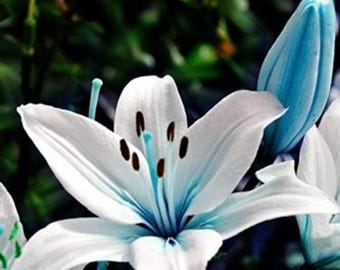 Seltene blaue Liliensamen - 50+ Ziergartenblüten, Schmetterling, der Blumen anzieht