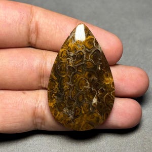 May include: A teardrop-shaped polished gemstone featuring a complex pattern of dark brown and golden tan circular inclusions. The stone has a smooth, reflective surface with a distinct light reflection at the top point, showcasing natural organic textures.