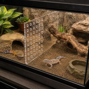 Puede incluir: Un terrario para reptiles con dos geckos leopardo. El recinto cuenta con un divisor transparente, un cuenco de agua y elementos decorativos como rocas y madera flotante. Los geckos tienen patrones manchados en tonos amarillos, naranjas y negros.