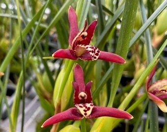 Maxillaria tenuifolia, the Coconut Orchid, near blooming size, fragrant flowers