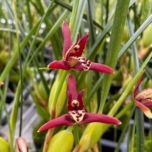 Maxillaria tenuifolia, the Coconut Orchid, near blooming size, fragrant flowers