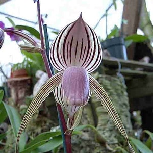 Blooming size, Paph Lady Isabel, One of my all time favorites